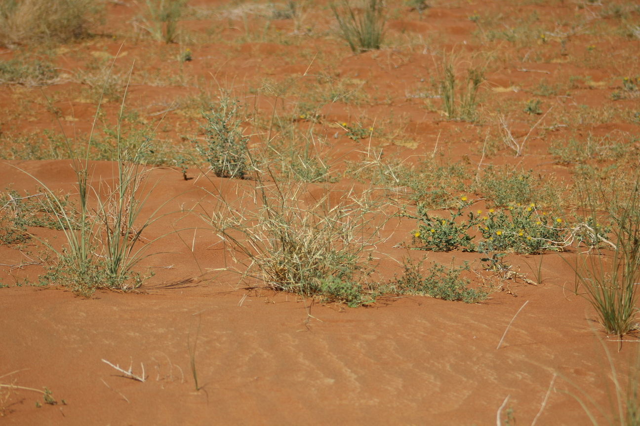 Plant Image